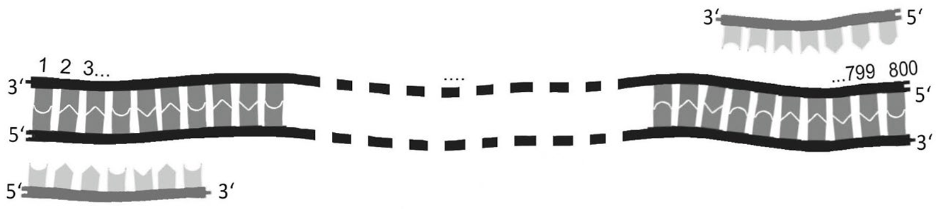 Schematische DNA-Doppelstränge mit 3' und 5' Enden, komplementären Strängen und markierten Fragmenten (Okazaki-Fragmente)